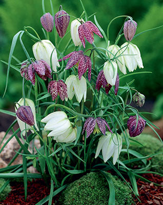 'MELEAGRIS' Checkered Fritillary (Fritillaria x meleagris)