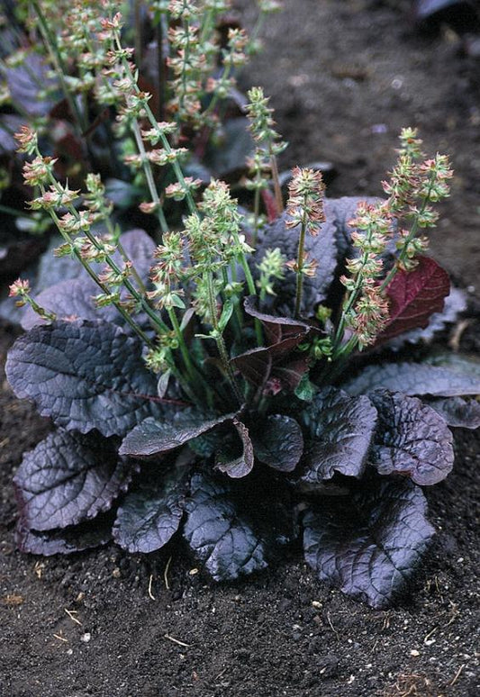 'PURPLE KNOCKOUT' Lyre Sage (Salvia x lyrata 'purple knockout')