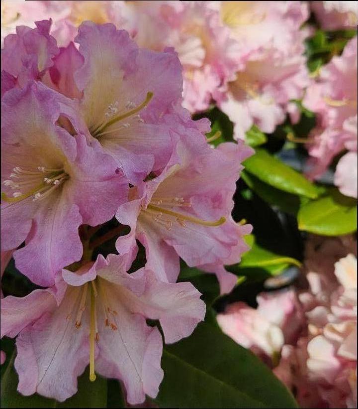 'HOOPLA' Rhododendron (Rhododendron x 'hoopla')