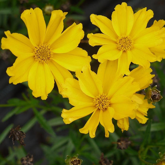 'GOLDILOCKS' Tickseed (Coreopsis x 'goldilocks')