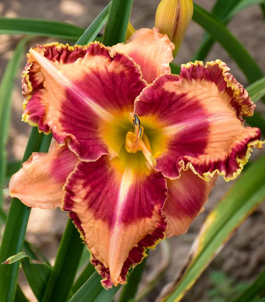 'LAKE OF FIRE' Daylily (Hemerocallis x 'lake of fire')