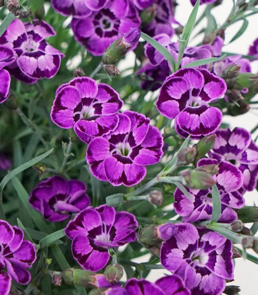 'EVERLAST BLUE VIOLET' Garden Pinks (Dianthus x 'everlast violet blue')