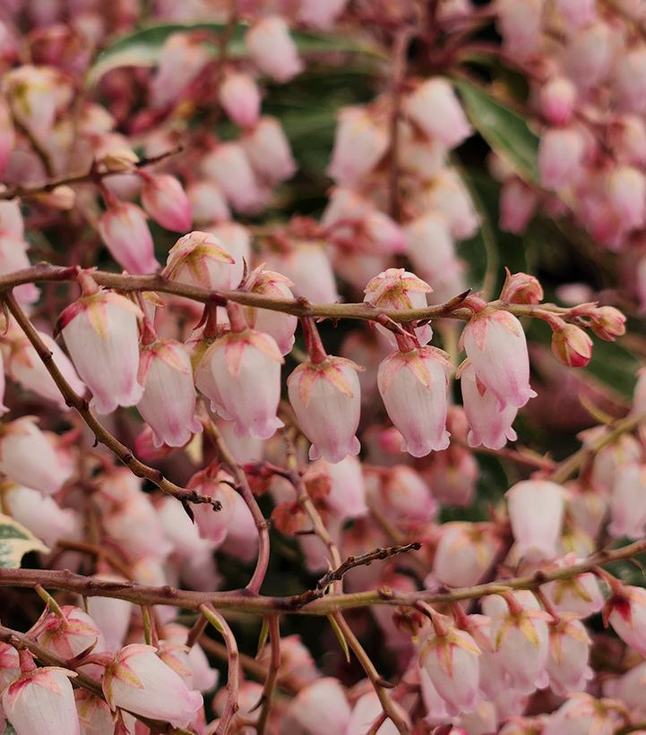 'PINK FROST' Andromeda (Pieris japonica x 'pink frost')