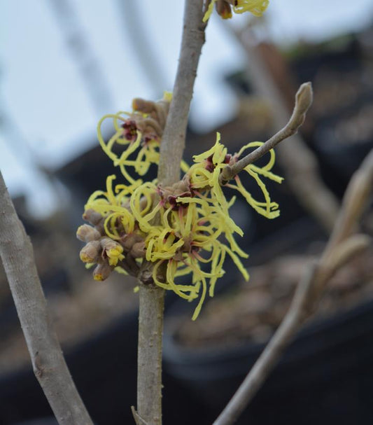 'OZARK' Witch Hazel (Hamamelis vernalis sp.)