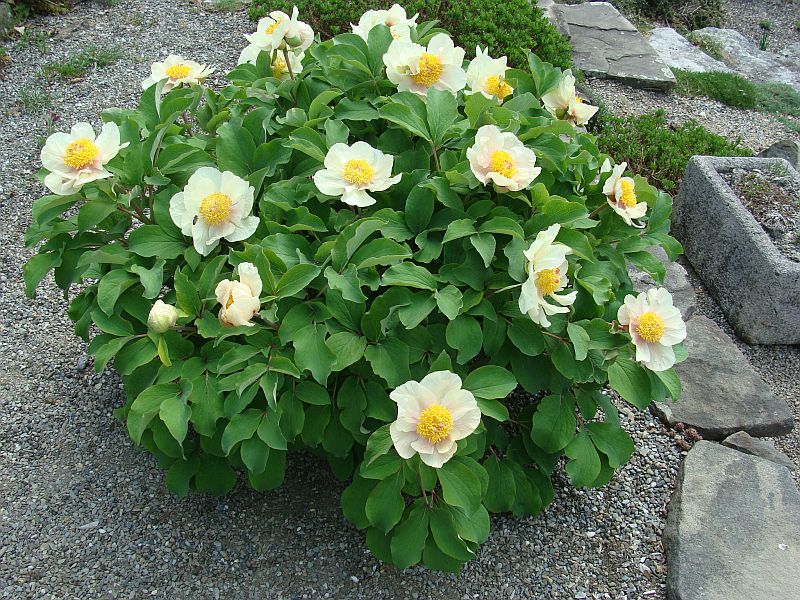 'MOLLY THE WITCH' Daurica Peony (Paeonia daurica subsp. mlokosewitchii)