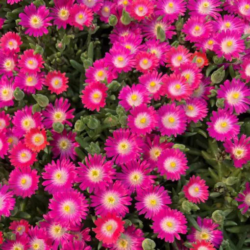 'JEWEL DESERT AMETHYST' Ice Plant (Delosperma x 'jewel desert amethyst')