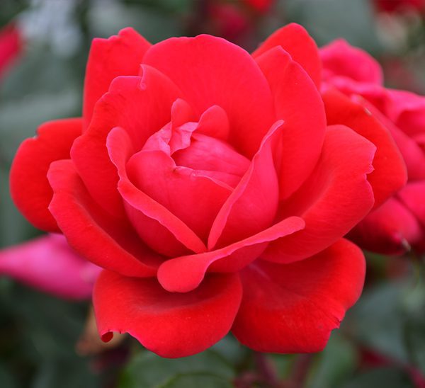 'DOUBLE KNOCK OUT' Shrub Rose (Rosa x 'double knock out')