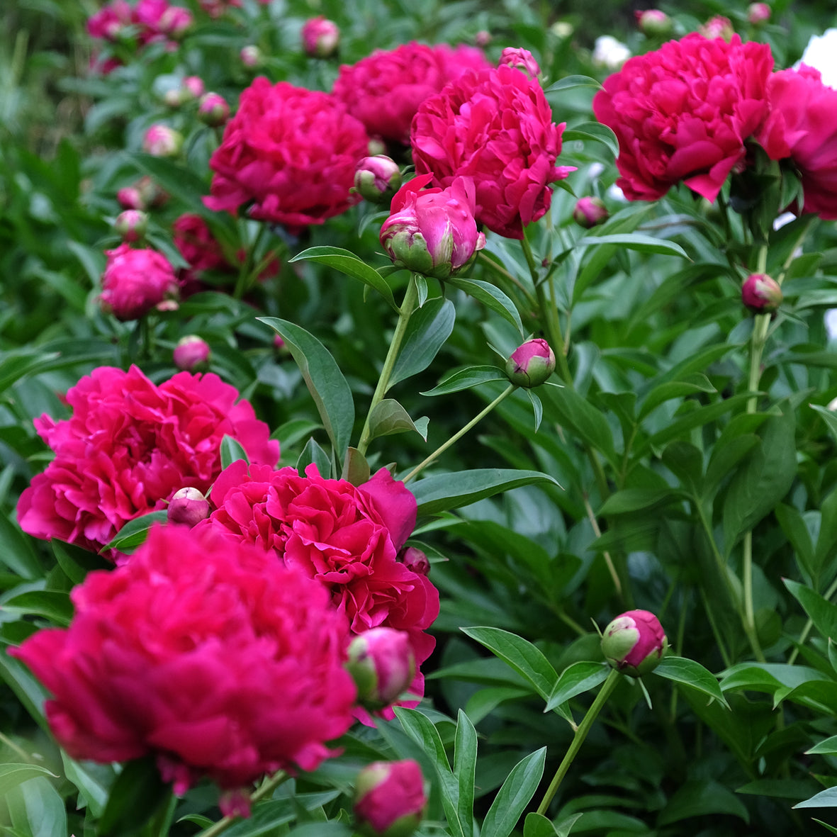 'EDWIN C. BILLS' Peony (Paeonia x lactiflora 'edwin c. bills ...