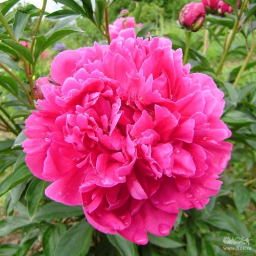 'EDWIN C. BILLS' Peony (Paeonia x lactiflora 'edwin c. bills')