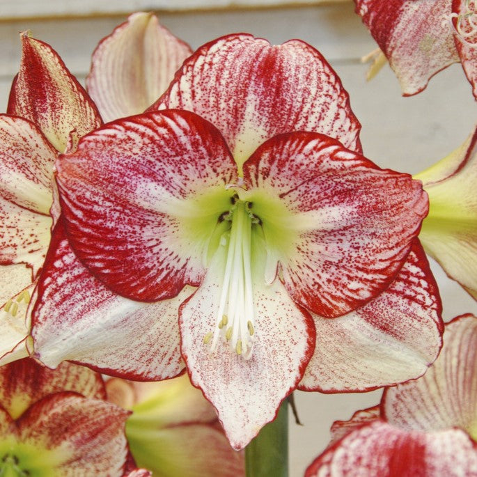 'FLAMENCO QUEEN' Amaryllis (Hippeastrum x 'flamenco queen') – Champlain ...