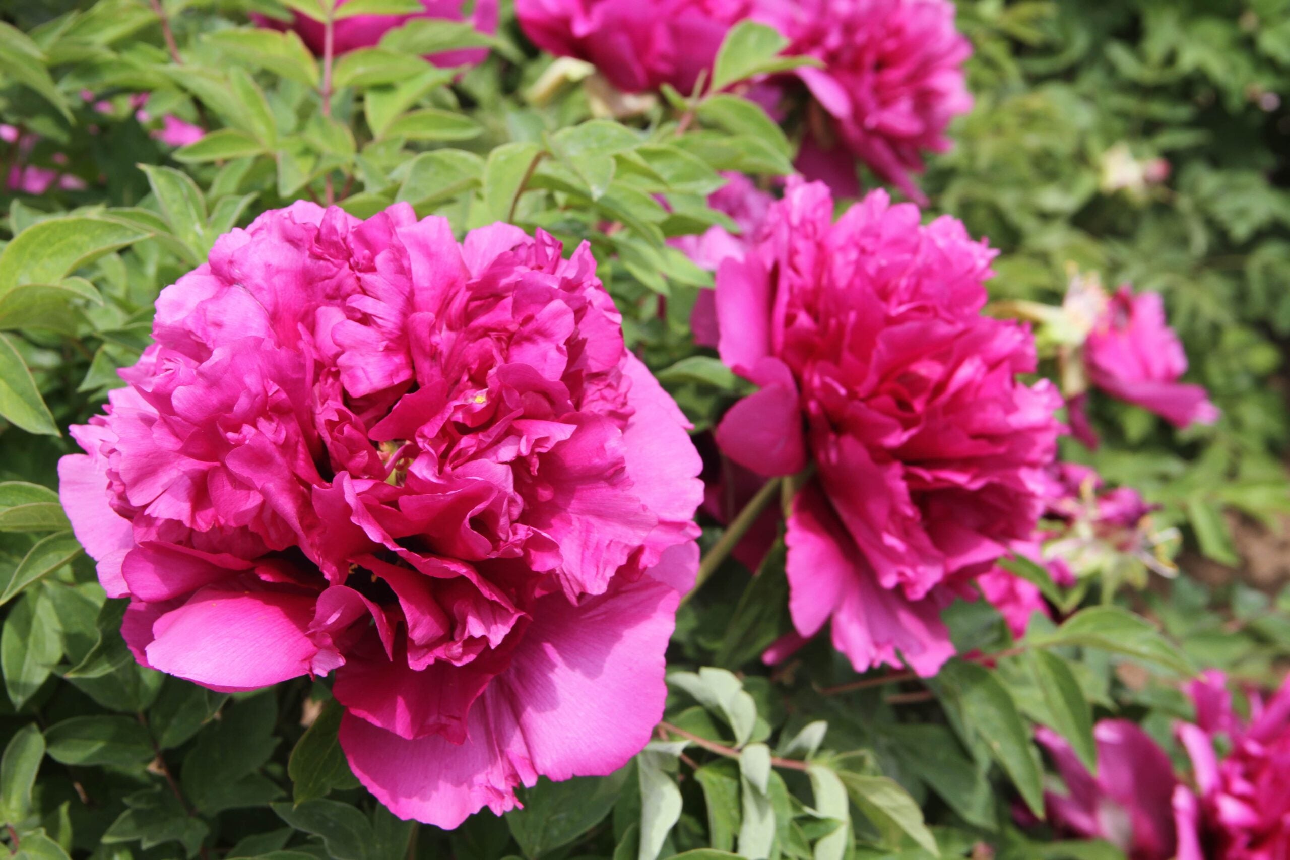 'NOBLE CROWN' Tree Peony (Paeonia x rockii 'noble crown')