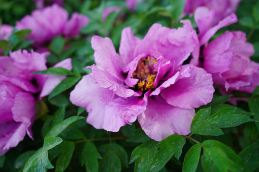 'VINTAGE' Tree Peony (Paeonia x rockii 'vintage')