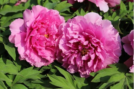 'PROSPEROUS FAMILY' 富贵满堂 Tree Peony (Paeonia x suffruticosa 'fu gui man tang/Prosperity')