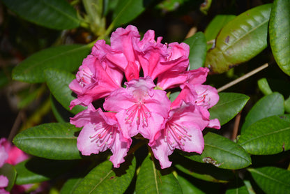 'HAAGA' Rhododendron (Rhododendron x 'haaga')