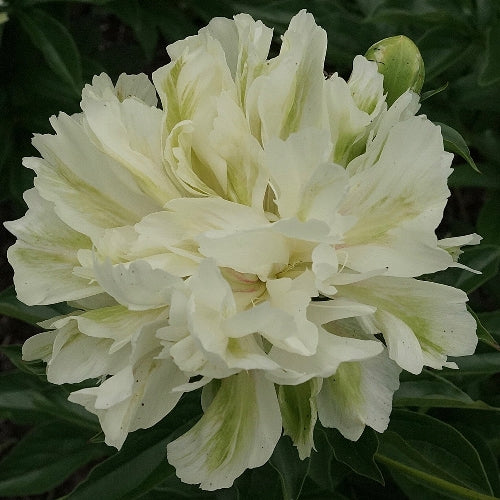 'GREEN MONSTER' Peony (Paeonia x lactiflora 'green monster')