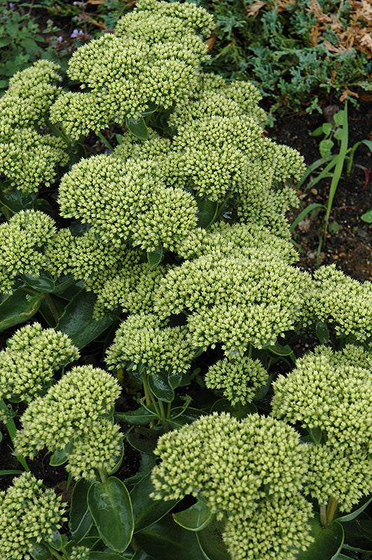 'LEMONJADE' Stonecrop (Sedum x 'lemonjade')