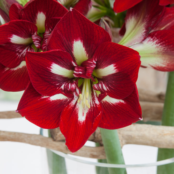 'BARBADOS' Amaryllis (Hippeastrum x 'barbados')