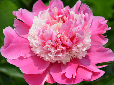 'HE'S MY STAR' Peony (Paeonia x lactiflora 'hes my star')