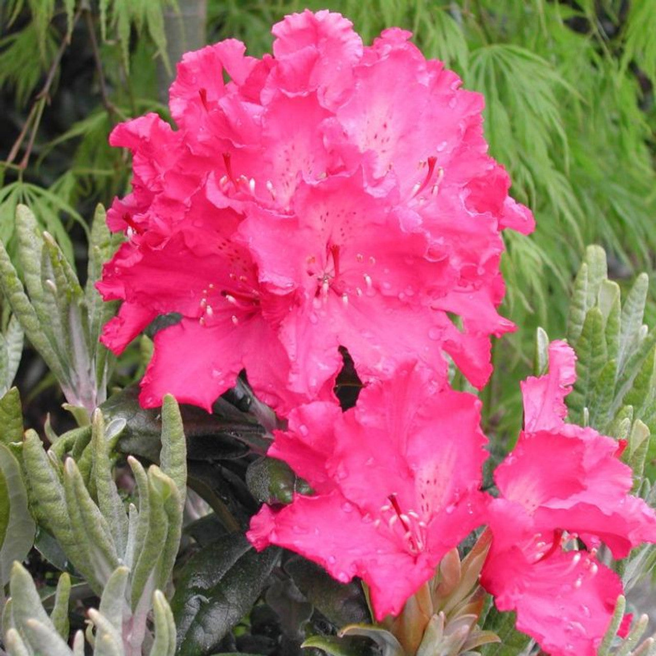 'HAAGA' Rhododendron (Rhododendron x 'haaga')