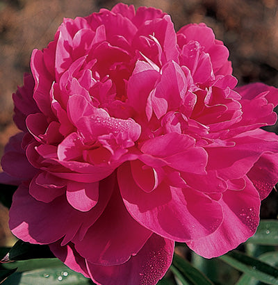 'HELEN HAYES' Peony (Paeonia x lactiflora 'helen hayes')