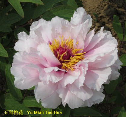 'BEAUTIFUL PEACH BLOSSOM' 玉面桃花 Tree peony (Paeonia x suffruticosa 'yu mian tao hua/beautiful peach blossom')