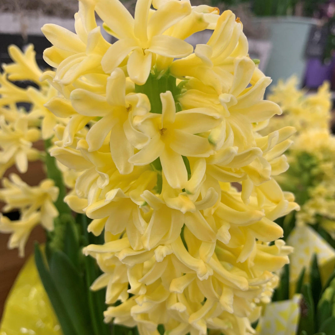 'HYACINTH' Garden Hyacinth (Hyacinth x orientalis)