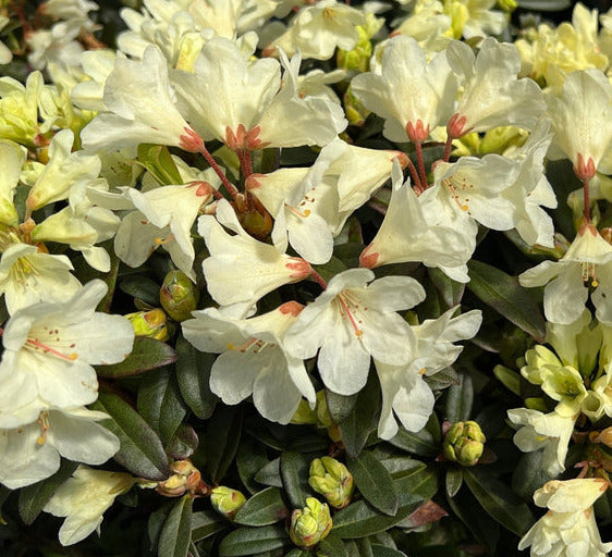 'TOW HEAD' Rhododendron (Rhododendron x 'tow head')