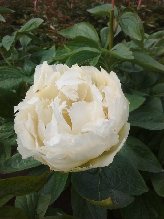 'GRAND MASSIVE' Peony (Paeonia x lactiflora 'grand massive')