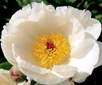 'IVORY INSPIRATION' Peony (Paeonia x lactiflora 'ivory inspiration')