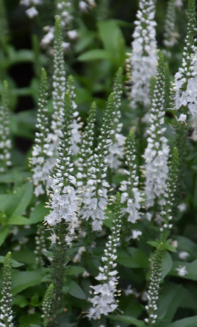 'WHITE WANDS' Speedwell (Veronica x 'white wands')