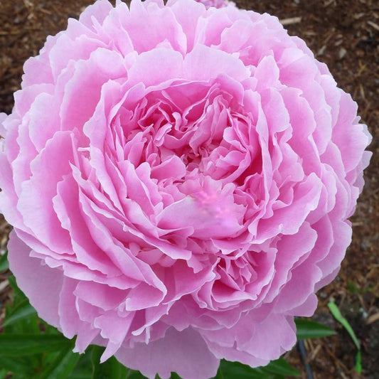 'JACORMA LIGHT' Peony (Paeonia x lactiflora 'jacorma light')