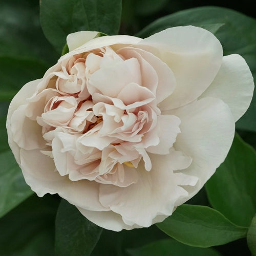 'JOYFUL BEGINNING' Peony (Paeonia x lactiflora 'joyful beginning')