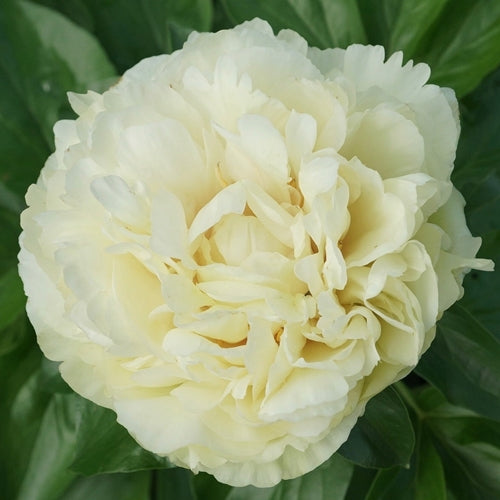 'JOYFUL MOON' Peony (Paeonia x lactiflora 'joyful moon')