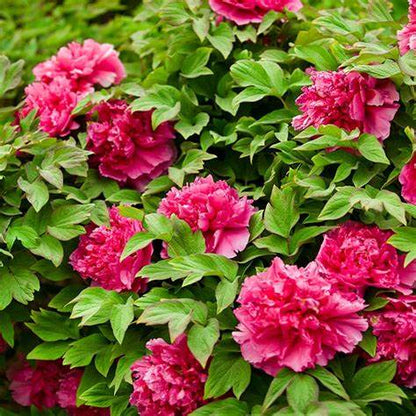 'TENDER CURLED-LEAF RED' 卷叶红 Tree Peony (Paeonia x suffruticosa 'juan ye hong/tender red')