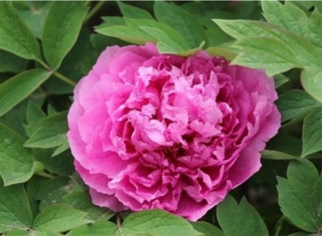 'SMART AND BRIGHT ROSE' 俊艳红 Tree Peony (Paeonia x suffruticosa 'Jun Yan Hong/exceptional' )