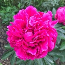 'FUJI RED' Peony (Paeonia x lactiflora '红富士-Hóng Fùshì')