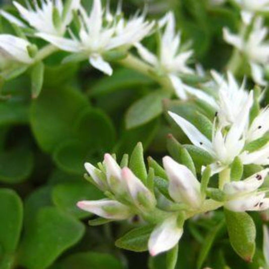 'LARINEM PARK' Stonecrop (Sedum x ternatum 'larinem park')