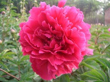 'RED CELEBRATION' 丽红 Peony (Paeonia x lactiflora 'li hong/red celebration')