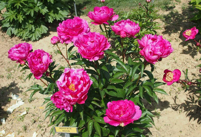 'MAGENTA MOON' Peony (Paeonia x lactiflora 'magenta moon')