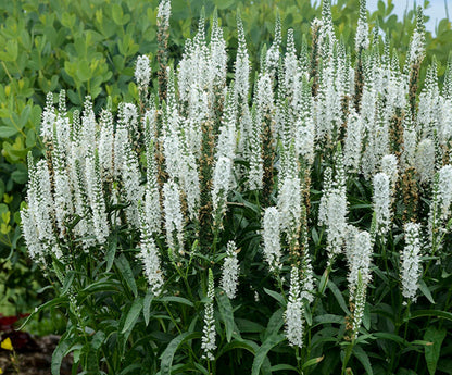 'WHITE WANDS' Speedwell (Veronica x 'white wands')
