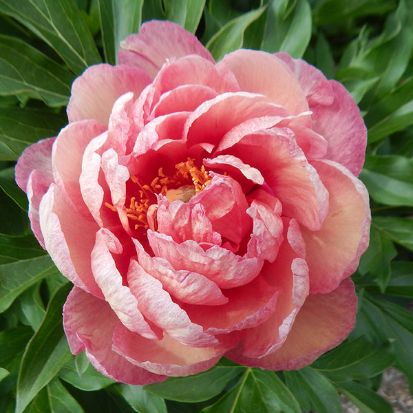 'MAGICAL MYSTERY TOUR' Itoh Peony (Paeonia x intersectional 'magical m ...