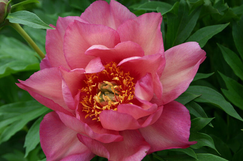 'MAGICAL MYSTERY TOUR' Itoh Peony (Paeonia X Intersectional 'magical M ...