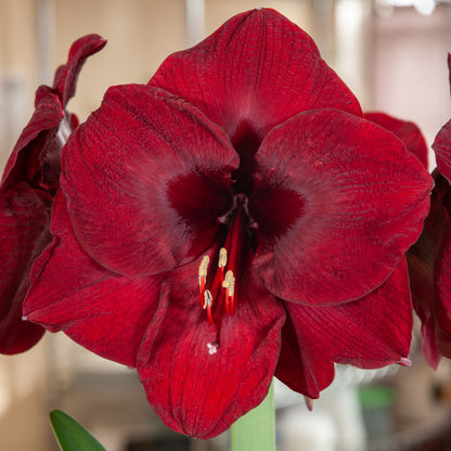 'MANDELA' Amaryllis (Hippeastrum x 'mandela')