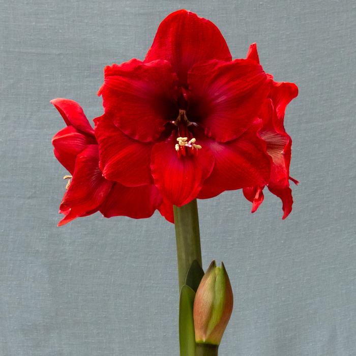 'MERRY CHRISTMAS' Amaryllis (Hippeastrum x 'merry christmas')