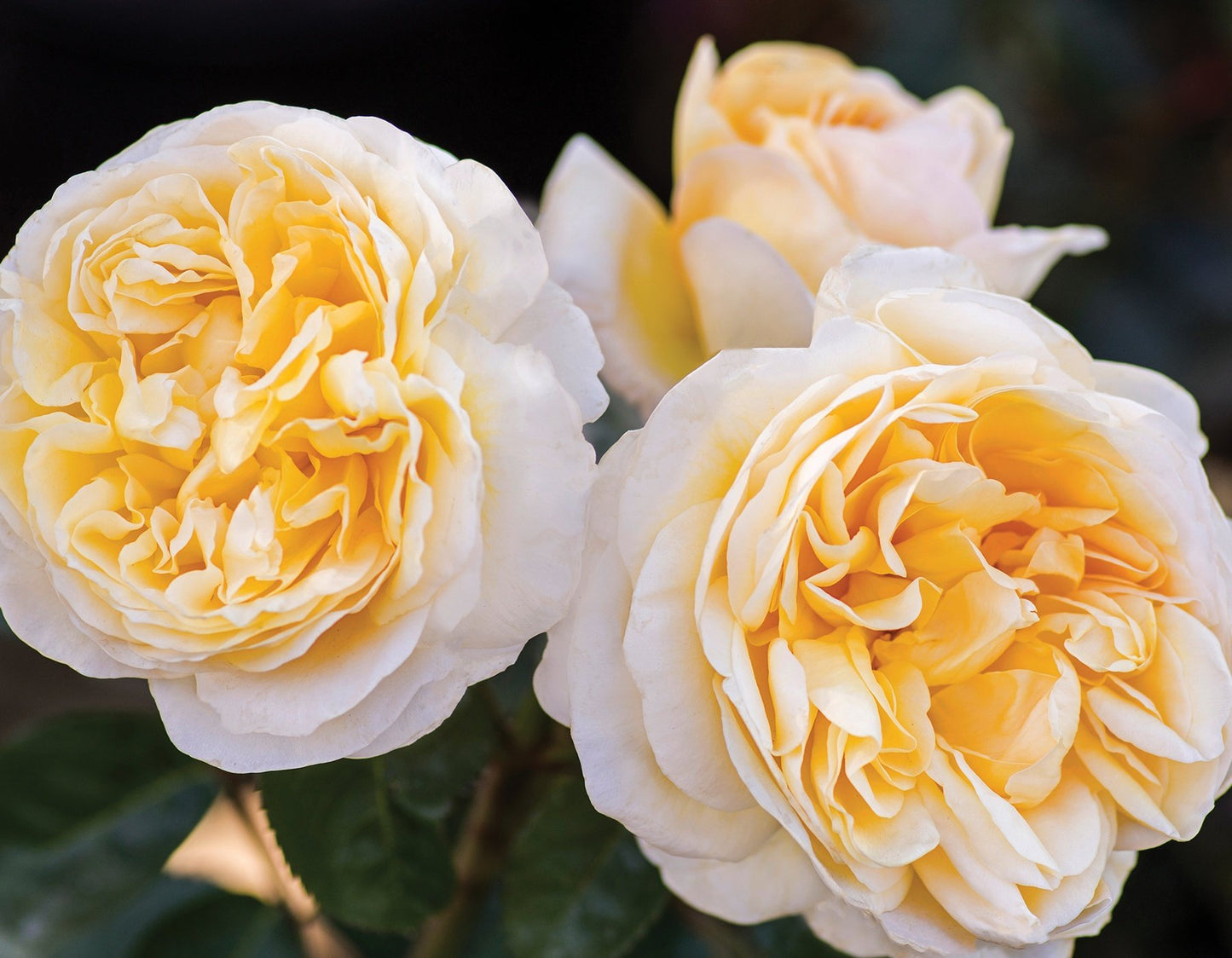 'MOONLIGHT ROMANTICA' Hybrid Tea Rose (Rosa x 'moonlight romanitica')