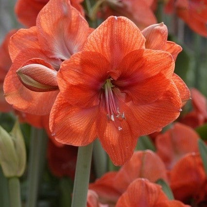 'NARANJA' Amaryllis (Hippeastrum x 'naranja')