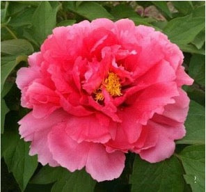 'BURNING COLORS OF EVENING' 霓虹焕彩 Tree Peony (Paeonia x suffruticosa 'ni hong huan cai/evening glow')