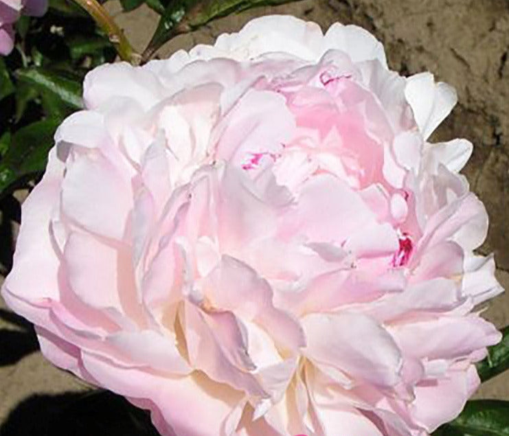 Пион норма волз фото и описание NORMA VOLZ' Peony (Paeonia x lactiflora 'norma volz') - Champlain Peony Company