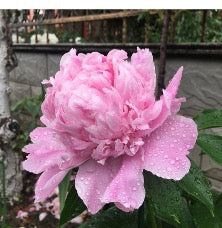 'FUJI' Peony (Paeonia x lactiflora '兰富士-Lán Fùshì')