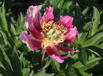 'BAD HAIR DAY' Itoh Peony (Paeonia x intersectional 'bad hair day')